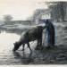Woman leading her Cow to Water